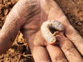 Larva of Japanese rhinoceros beetle.