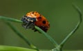 Asian ladybird(Harmonia axyridis) Larvae Royalty Free Stock Photo