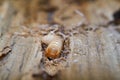 Larva of a large poplar longhorn beetle