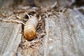 Larva of a large poplar longhorn beetle