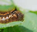 The larva of lasiocampidae herbal Royalty Free Stock Photo