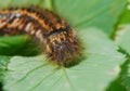 The larva of lasiocampidae herbal Royalty Free Stock Photo