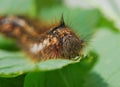 The larva of lasiocampidae herbal Royalty Free Stock Photo