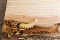 Larva of the longhorned beetle. Big round headed borer woodcutter