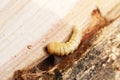 Larva of the longhorned beetle. Wood boring beetle. Royalty Free Stock Photo