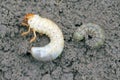 Comparison of larvae of the May beetle Common Cockchafer In left  or May Bug, right - Cetonia aurata Royalty Free Stock Photo