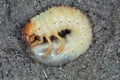 The larva of the May beetle Common Cockchafer or May Bug Melolontha melolontha. Grubs are important pest of plants. Royalty Free Stock Photo