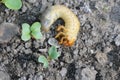 The larva of the May beetle Common Cockchafer or May Bug Melolontha melolontha. Grubs are important pest of plants. Royalty Free Stock Photo