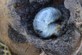 Larva of the May beetle eats potato. Common Cockchafer or May Bug inside potato. Royalty Free Stock Photo