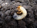 Larva of the may beetle