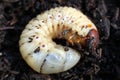 Larva of may-bug Royalty Free Stock Photo