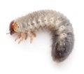 Larva of mealworm, Tenebrio molitor, against white background