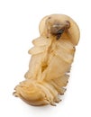 Larva of Mealworm, Tenebrio molitor Royalty Free Stock Photo