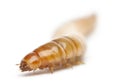 Larva of Mealworm, Tenebrio molitor Royalty Free Stock Photo