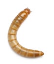 Larva of Mealworm, Tenebrio molitor Royalty Free Stock Photo