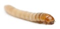 Larva of Mealworm, Tenebrio molitor