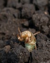 larva of mole cricket in attacking position, crawled out of ground Royalty Free Stock Photo