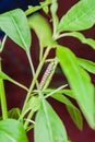 Larva of Monarch butterfly Danaus plexippus , Costa Ri