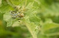 Larva of Mullein Moth on stingy leaf