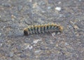 Larva of a pine processionary moth or Thaumetopoea pityocampa