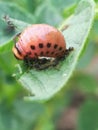 Potato tuberworm eats a leaf