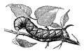 Larva of Privet Hawk Moth vintage illustration