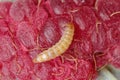 Larva of the raspberry beetle Byturus tomentosus on damaged fruit. It is a beetles from fruit worm family Byturidae a major pest