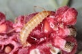 Larva of the raspberry beetle Byturus tomentosus on damaged fruit. It is a beetles from fruit worm family Byturidae a major pest