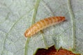 Larva of the raspberry beetle Byturus tomentosus on damaged fruit. It is a beetles from fruit worm family Byturidae a major pest