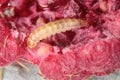 Larva of the raspberry beetle Byturus tomentosus on damaged fruit. It is a beetles from fruit worm family Byturidae a major pest