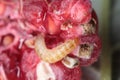 Larva of the raspberry beetle Byturus tomentosus on damaged fruit. It is a beetles from fruit worm family Byturidae a major pest Royalty Free Stock Photo