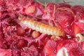 Larva of the raspberry beetle Byturus tomentosus on damaged fruit. It is a beetles from fruit worm family Byturidae a major pest