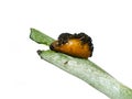 Larva from red lily beetle Lilioceris lilii camouflage in feces Royalty Free Stock Photo