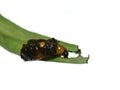 Larva from red lily beetle Lilioceris lilii camouflage in feces Royalty Free Stock Photo