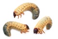 Larva the rhinoceros of the bug Royalty Free Stock Photo