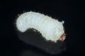 Larva of Rhyzopertha dominica commonly as the lesser grain borer