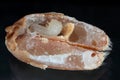 Larva of Rhyzopertha dominica commonly as the lesser grain borer