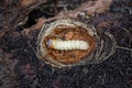 Larva of Ribbed Pine Borer Rhagium inquisitor. Close up Royalty Free Stock Photo