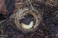 Larva of Ribbed Pine Borer Rhagium inquisitor. Close up Royalty Free Stock Photo