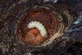 Larva of Ribbed Pine Borer Rhagium inquisitor. Close up Royalty Free Stock Photo