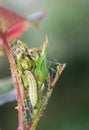 Larva on rose bud Royalty Free Stock Photo