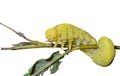 Larva of sawfly 7 Royalty Free Stock Photo