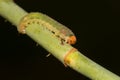 Larva of a sawfly Royalty Free Stock Photo