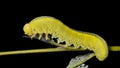 Larva of sawfly 9