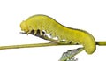 Larva of sawfly 10