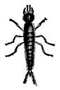 Larva of Staphylinus Olens vintage illustration