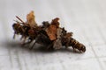 Larva of Sterrhopterix standfussi, a species of bagworm moths (Psychidae) in its case