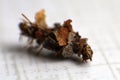 Larva of Sterrhopterix standfussi, a species of bagworm moths (Psychidae) in its case