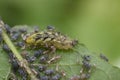 Syrphus hoverfly larva eating aphids