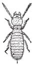 Larva, Termites lucifugus of after c. Lespes, vintage engraving